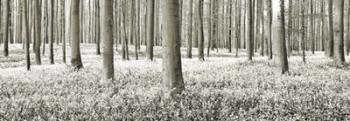 Beech Forest With Bluebells, Belgium | Obraz na stenu