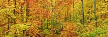 Beech Forest in Autumn, Kassel, Germany | Obraz na stenu