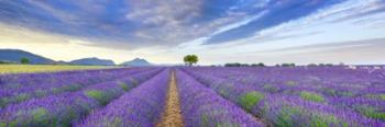 Lavender Field, France | Obraz na stenu