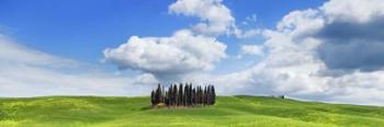 Cypresses, Val d'Orcia, Tuscany | Obraz na stenu