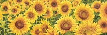 Field of Sunflowers | Obraz na stenu