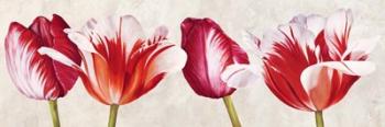 Gioiosi Tulipani | Obraz na stenu
