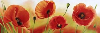 Poppies in the Wind | Obraz na stenu