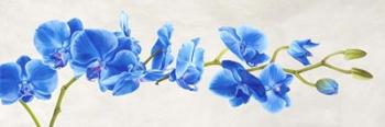 Blue Orchid | Obraz na stenu