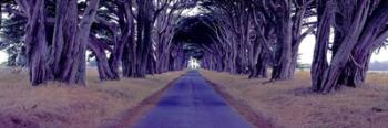 Monterey Cypress Trees, Point Reyes, California | Obraz na stenu