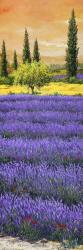 Pomeriggio tra la Lavanda | Obraz na stenu