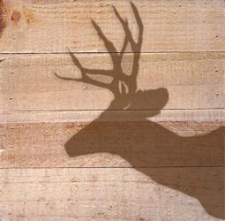 Deer | Obraz na stenu