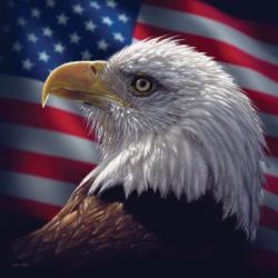 American Bald Eagle | Obraz na stenu
