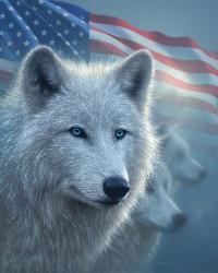 Arctic Wolves America | Obraz na stenu