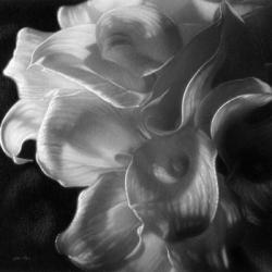Calla Lilies - Emerging Dawn B&W | Obraz na stenu