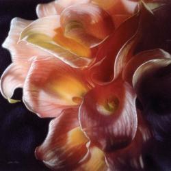 Calla Lilies - Emerging Dawn | Obraz na stenu