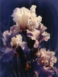 Purple Iris | Obraz na stenu