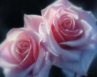 Roses - Pink Pair | Obraz na stenu
