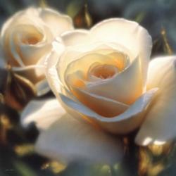 White Rose - Colors of White - Square | Obraz na stenu