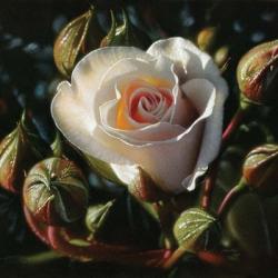 White Rose - First Born | Obraz na stenu