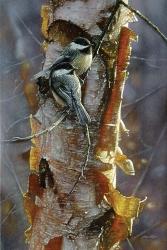 Black-Capped Chickadees - Sunlit Birch | Obraz na stenu