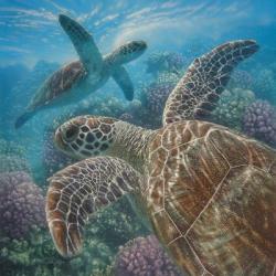 Sea Turtles - Turtle Bay - Square | Obraz na stenu