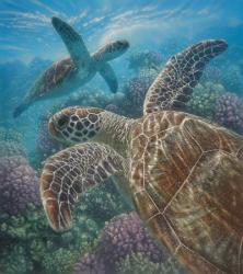 Sea Turtles - Turtle Bay | Obraz na stenu