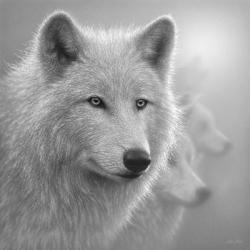 Arctic Wolves - Whiteout - B&W | Obraz na stenu