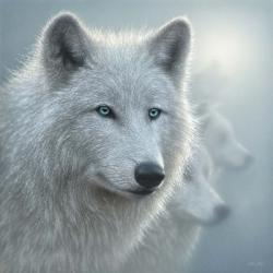 Arctic Wolves - Whiteout | Obraz na stenu