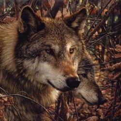 Autumn Wolves | Obraz na stenu