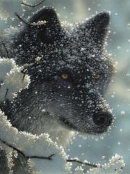 Black Wolf - Black in White | Obraz na stenu