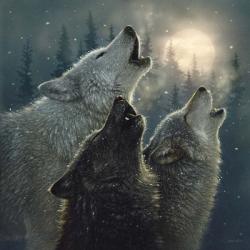Howling Wolves - In Harmony | Obraz na stenu