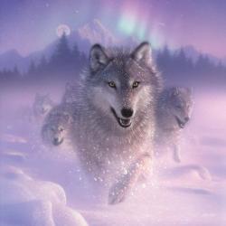 Running Wolves - Northern Lights - Square | Obraz na stenu