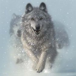Running Wolves - Snow Plow - Square | Obraz na stenu