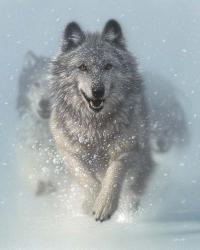 Running Wolves - Snow Plow | Obraz na stenu