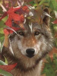 Wolf - Autumn Encounter | Obraz na stenu