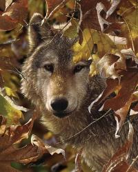 Wolf - Autumn Shadows | Obraz na stenu
