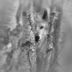 Wolf - Focused - B&W | Obraz na stenu