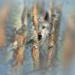 Wolf - Focused | Obraz na stenu