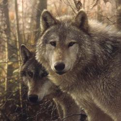 Wolves - Woodland Companions | Obraz na stenu