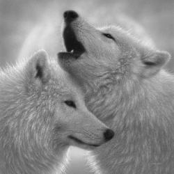 Wolves - Love Song - B&W | Obraz na stenu