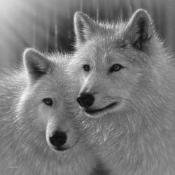 Wolves - Sunlit Soulmates - B&W | Obraz na stenu