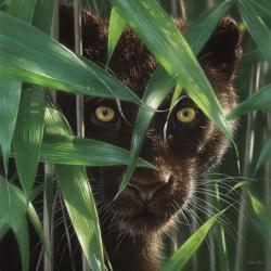 Black Panther - Wild Eyes | Obraz na stenu