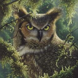 Great Horned Owl - Watching and Waiting | Obraz na stenu