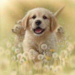 Golden Retriever Puppy - Dandelions - Square | Obraz na stenu