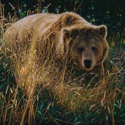 Brown Bear - Crossing Paths | Obraz na stenu