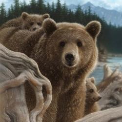 Brown Bears - Backpacking - Square | Obraz na stenu