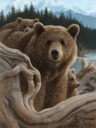Brown Bears - Backpacking | Obraz na stenu