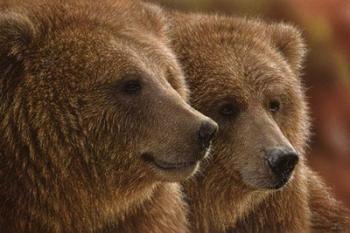 Brown Bears - Lazy Daze | Obraz na stenu