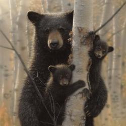 Black Bear Mother and Cubs - Mama Bear | Obraz na stenu