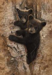 Curious Cubs | Obraz na stenu