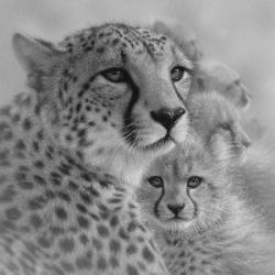 Cheetah Mother and Cubs - Mother's Love - Square - B&W | Obraz na stenu