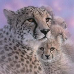 Cheetah Mother and Cubs - Mother's Love - Square | Obraz na stenu