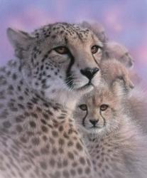 Cheetah Mother and Cubs - Mother's Love | Obraz na stenu