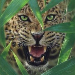 Jaguar - Ambush | Obraz na stenu